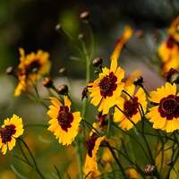 Blumen